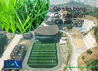 Thảm Cỏ Sân Bóng: Lựa Chọn Hoàn Hảo Cho Mọi Điều Kiện Thi Đấu